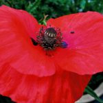 Borja García Pascual, by 'Pequeños mundos'