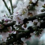 Mar Cubertorer Navarro, by 'Naixen primaveres'