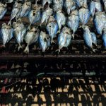 María Carmen Fontestad-Fenollosa