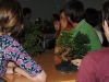 bonsai_11