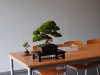 bonsai_22