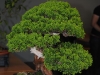 bonsai_23