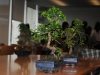 bonsai_28